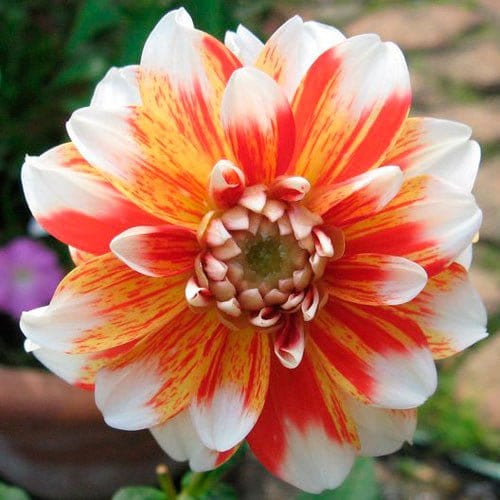 Striped Nagano - Blomsterverden